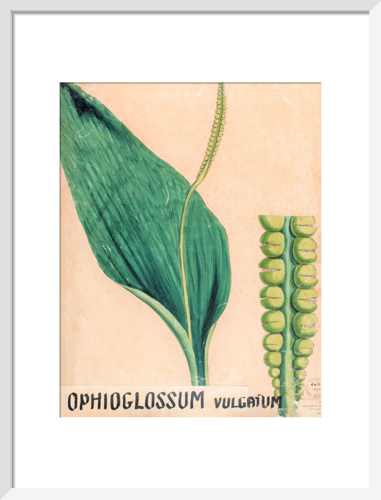 Ophioglossum Vulgatum from John Hutton Balfour Teaching Diagram Collection