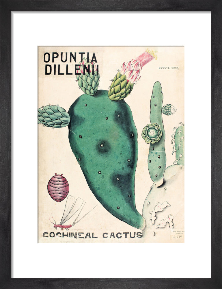 Opuntia Dillenis from John Hutton Balfour Teaching Diagram Collection