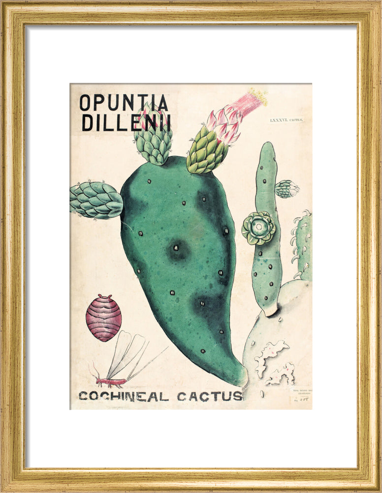Opuntia Dillenis from John Hutton Balfour Teaching Diagram Collection