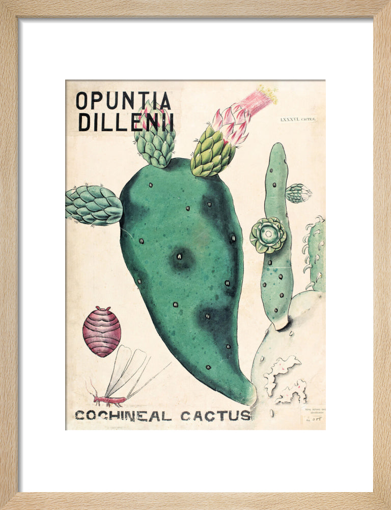 Opuntia Dillenis from John Hutton Balfour Teaching Diagram Collection