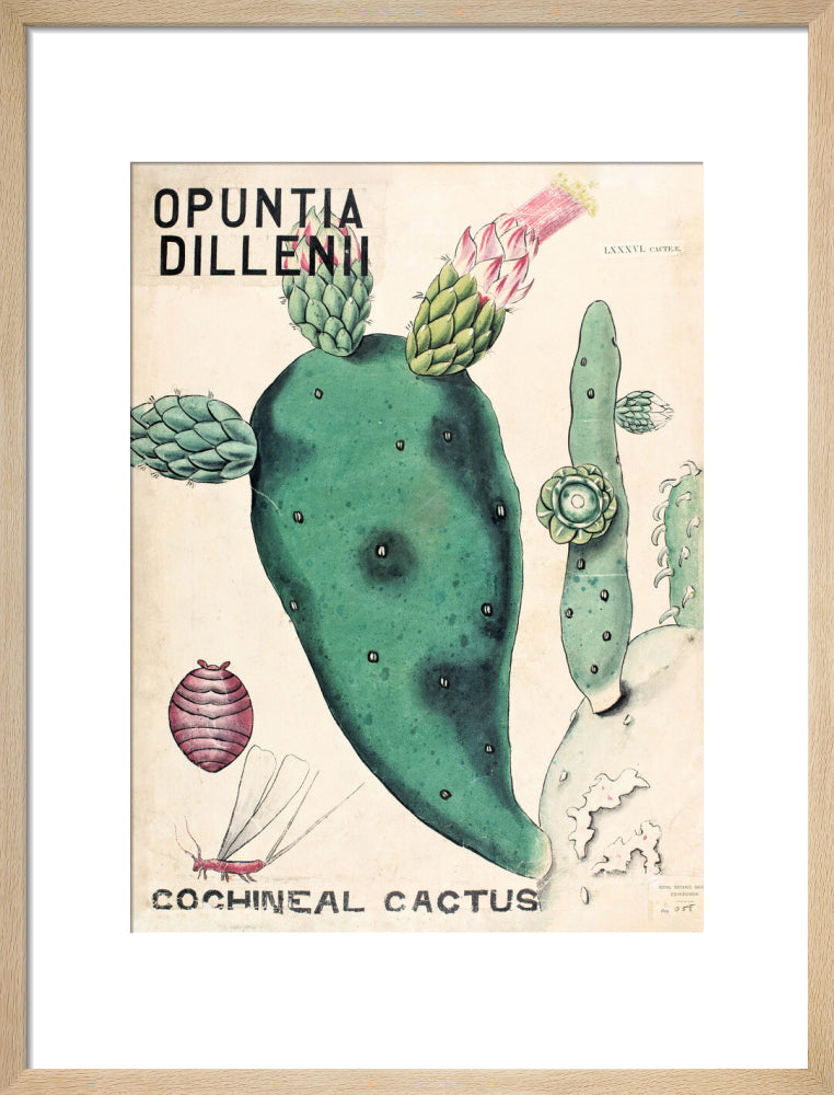 Opuntia Dillenis from John Hutton Balfour Teaching Diagram Collection