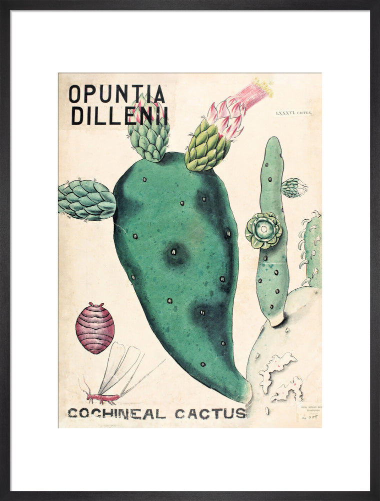 Opuntia Dillenis from John Hutton Balfour Teaching Diagram Collection