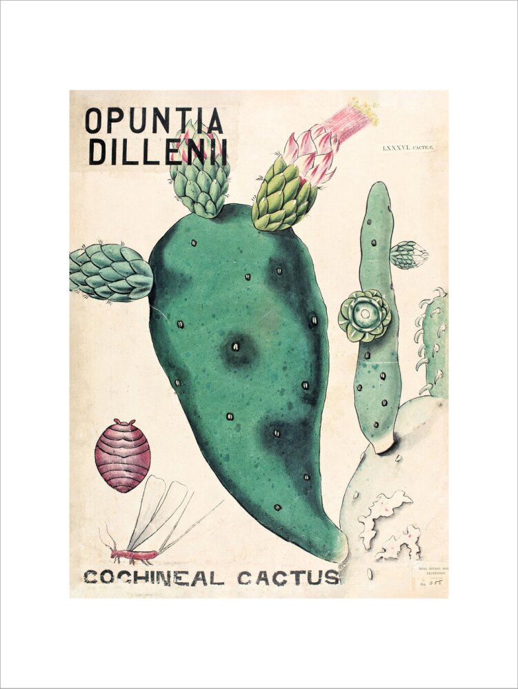 Opuntia Dillenis from John Hutton Balfour Teaching Diagram Collection