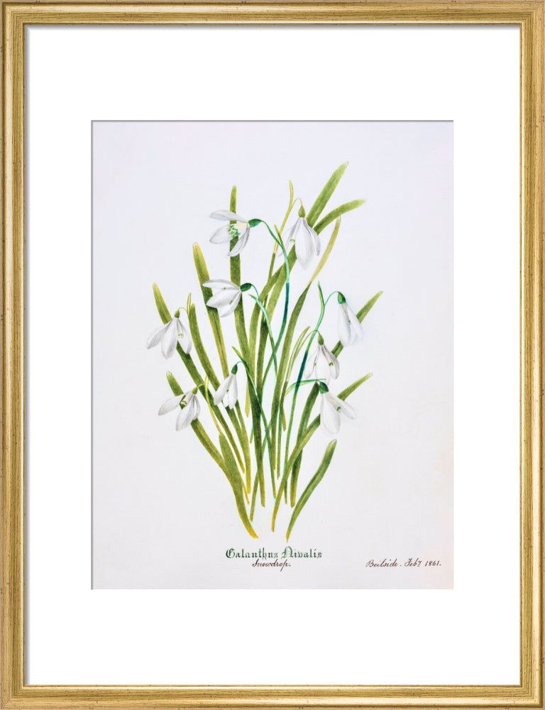 Snowdrop by Charlotte Cowan Pearson