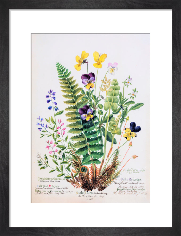 Violet &amp; Pansy by Charlotte Cowan Pearson