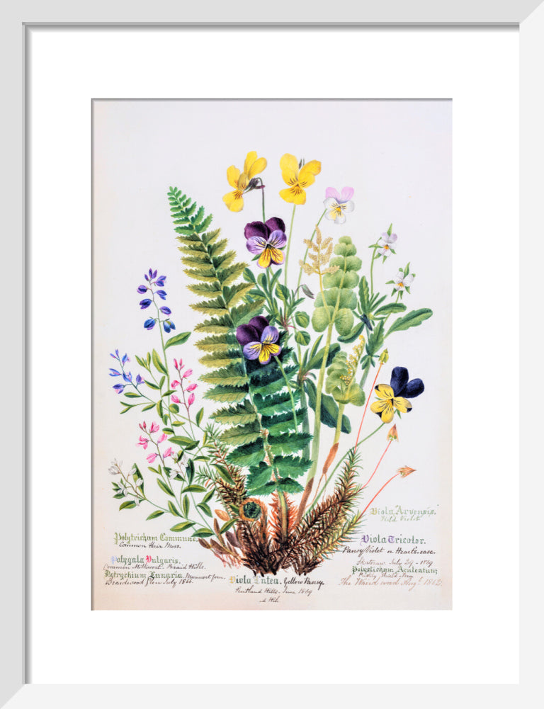 Violet &amp; Pansy by Charlotte Cowan Pearson
