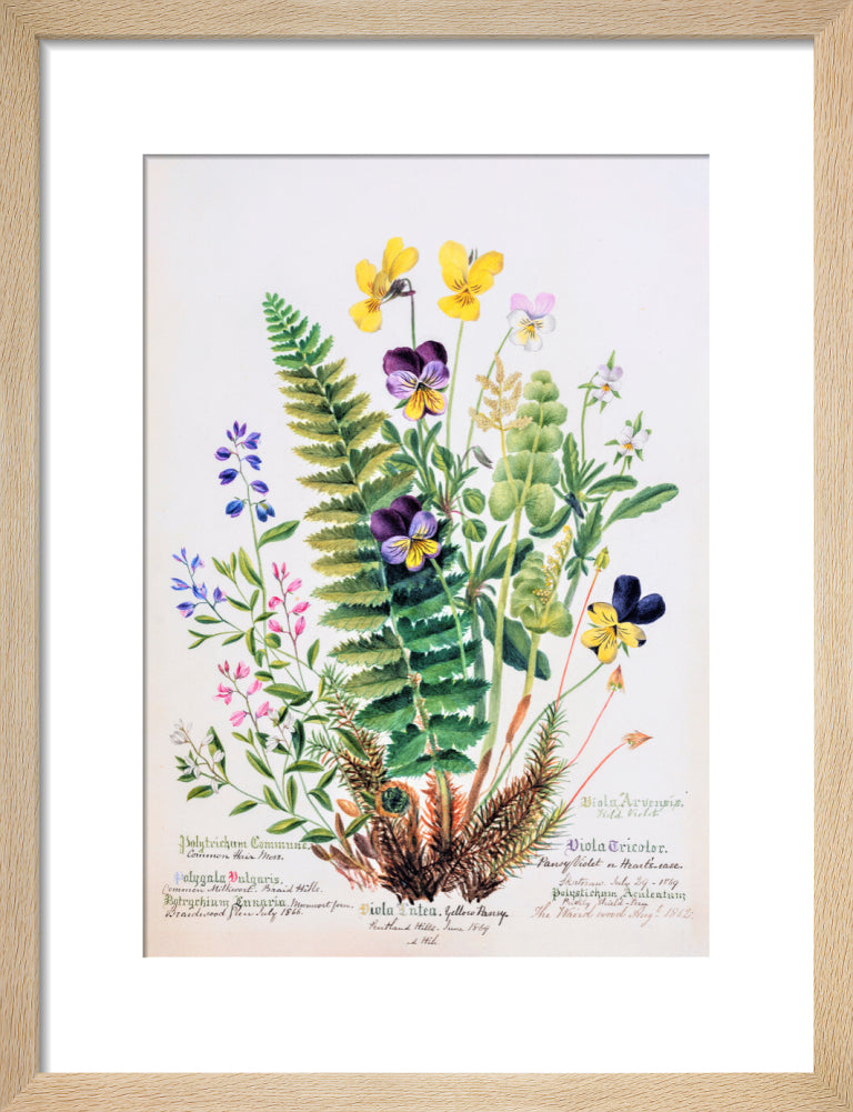 Violet &amp; Pansy by Charlotte Cowan Pearson
