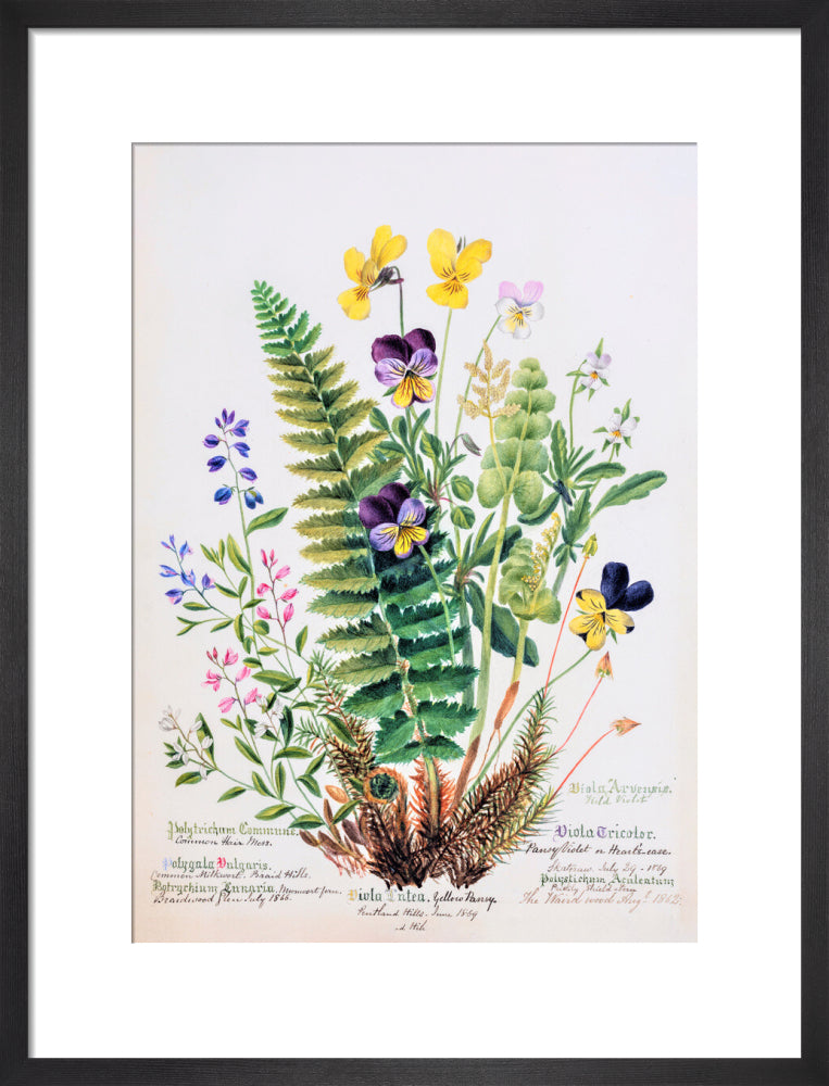 Violet &amp; Pansy by Charlotte Cowan Pearson