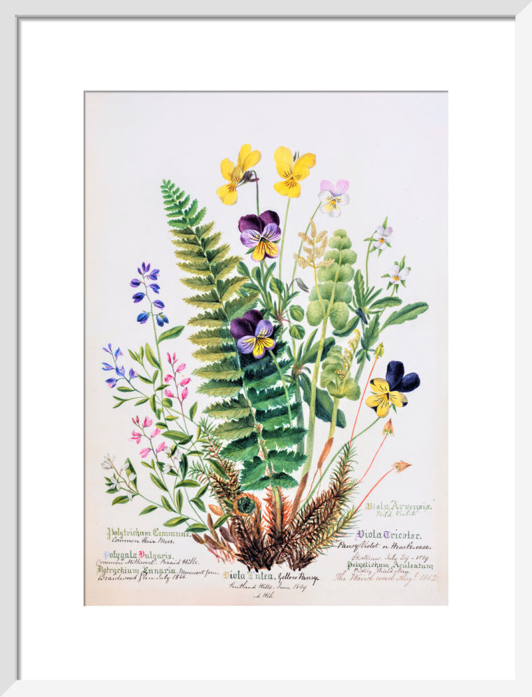 Violet &amp; Pansy by Charlotte Cowan Pearson