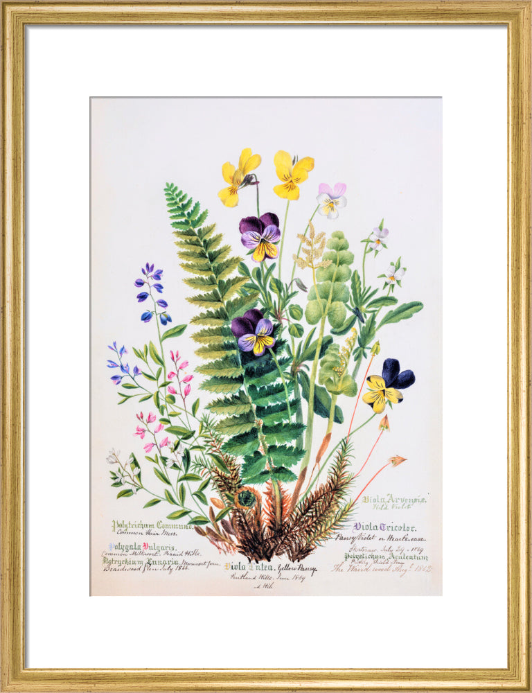 Violet &amp; Pansy by Charlotte Cowan Pearson