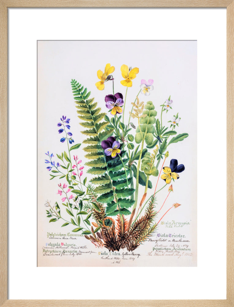 Violet &amp; Pansy by Charlotte Cowan Pearson