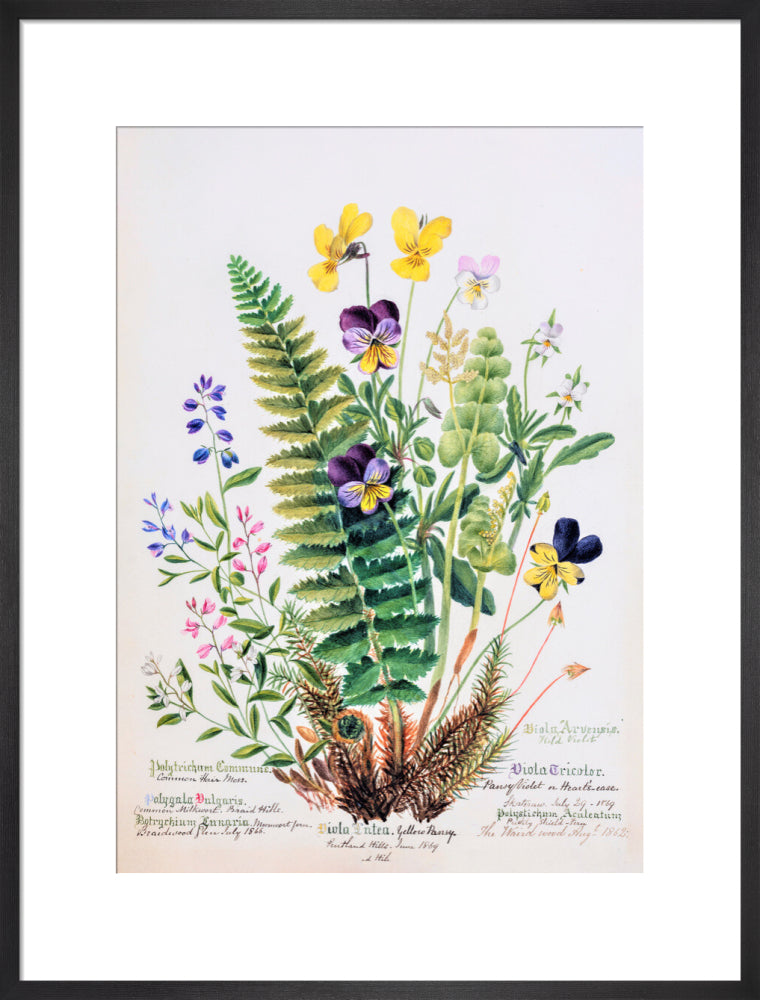Violet &amp; Pansy by Charlotte Cowan Pearson