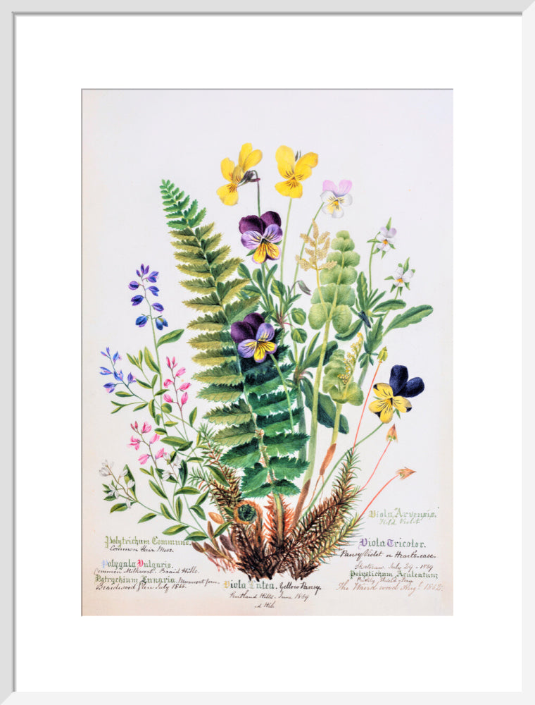 Violet &amp; Pansy by Charlotte Cowan Pearson