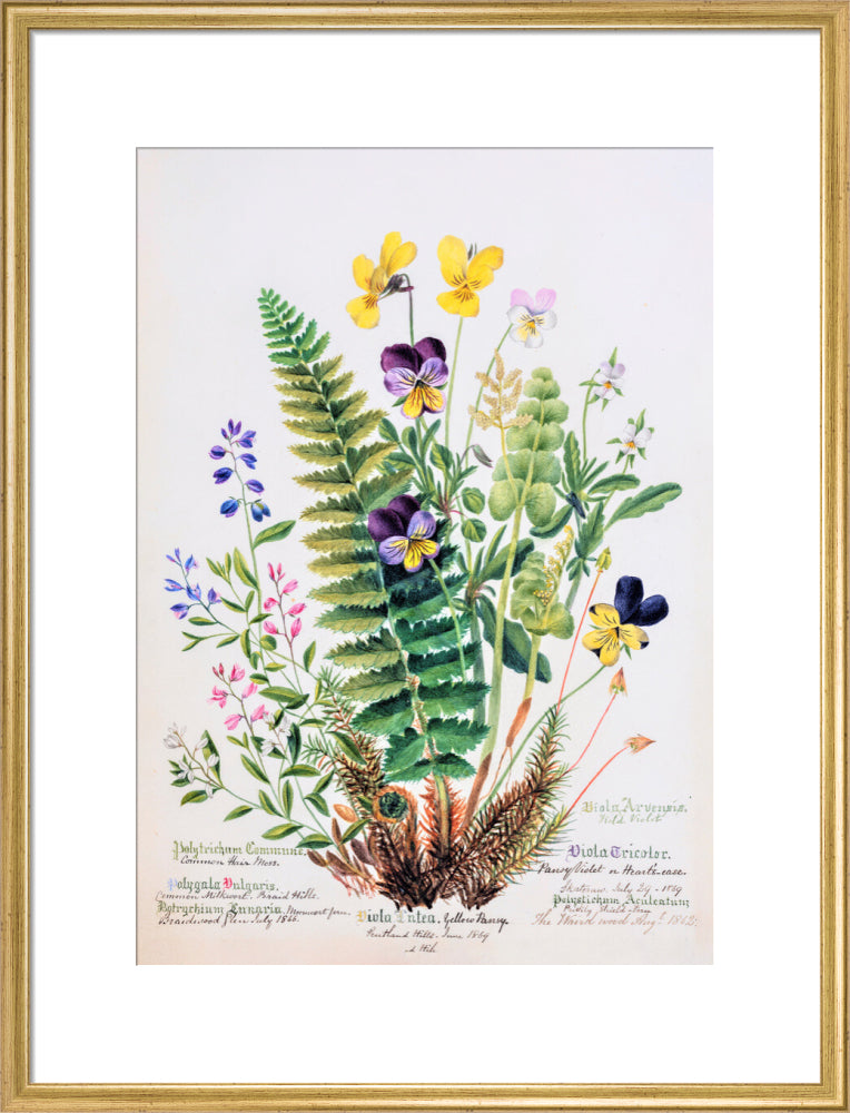 Violet &amp; Pansy by Charlotte Cowan Pearson