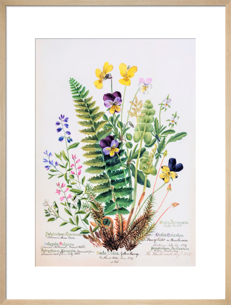Violet &amp; Pansy by Charlotte Cowan Pearson