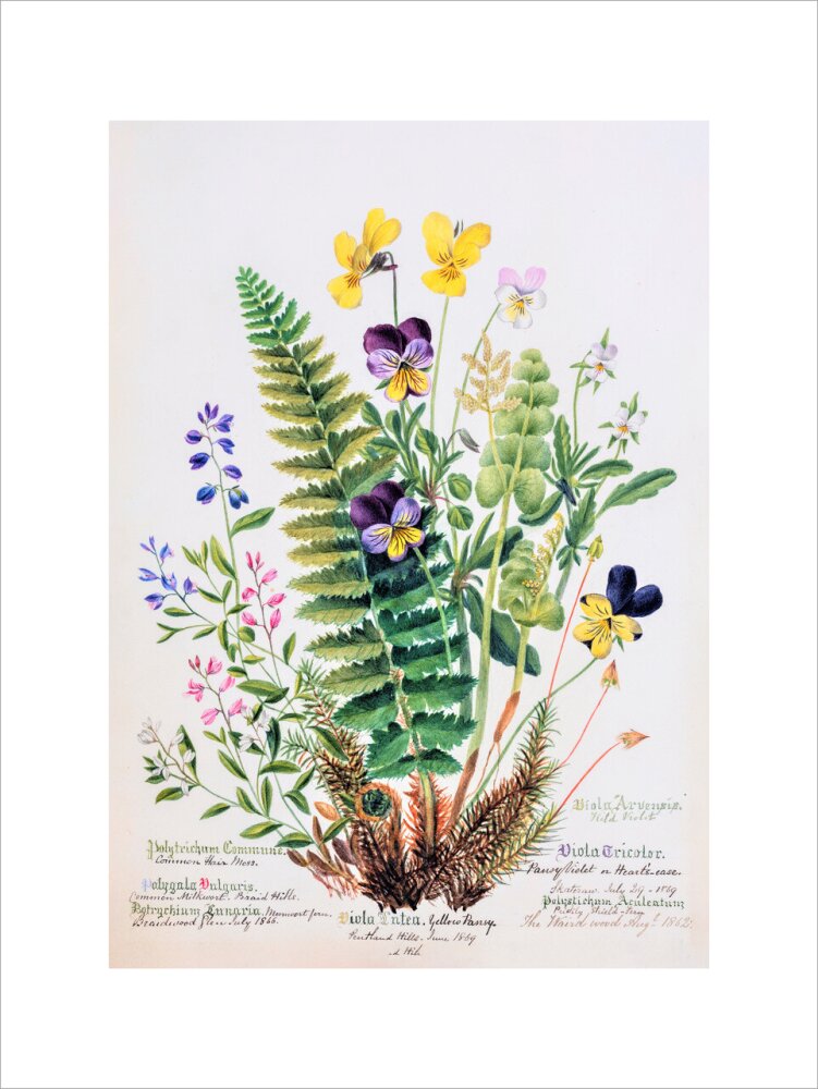 Violet &amp; Pansy by Charlotte Cowan Pearson