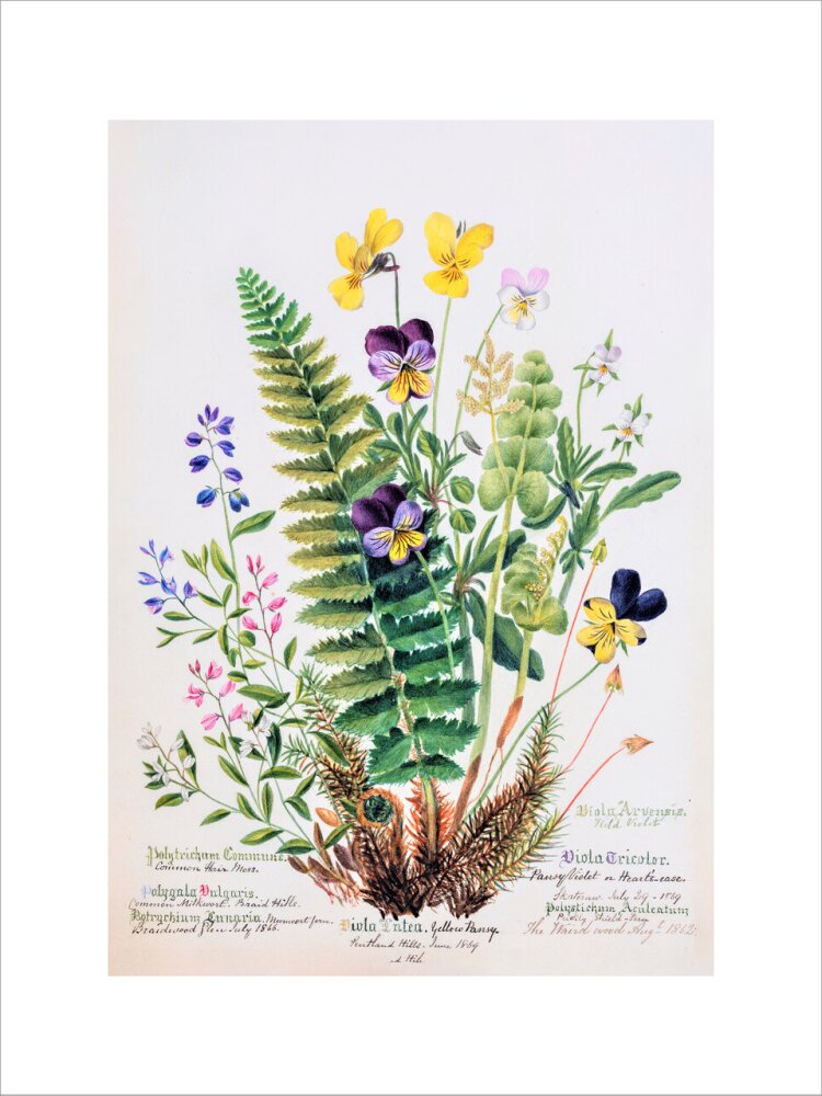 Violet &amp; Pansy by Charlotte Cowan Pearson