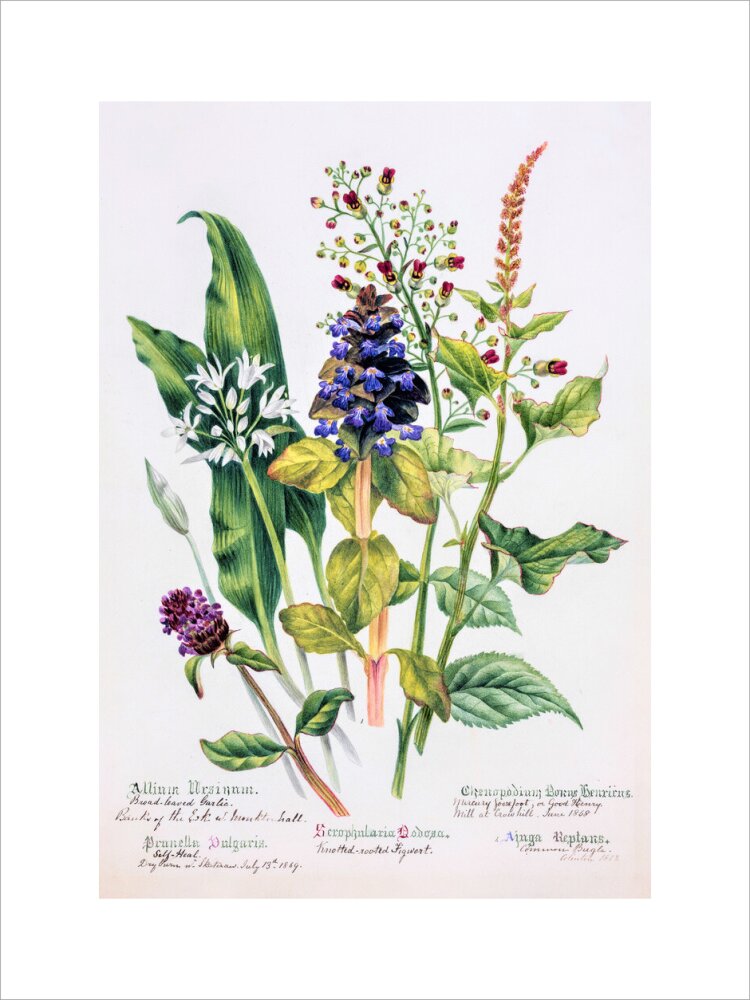 Allium by Charlotte Cowan Pearson
