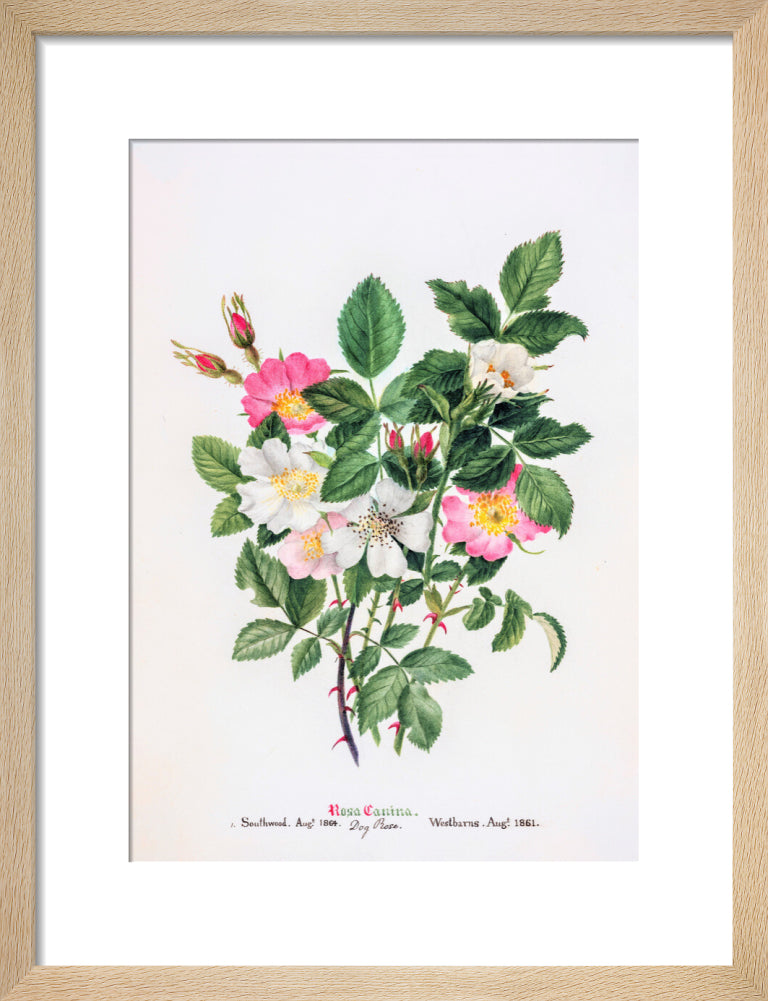 Rosa Canina by Charlotte Cowan Pearson