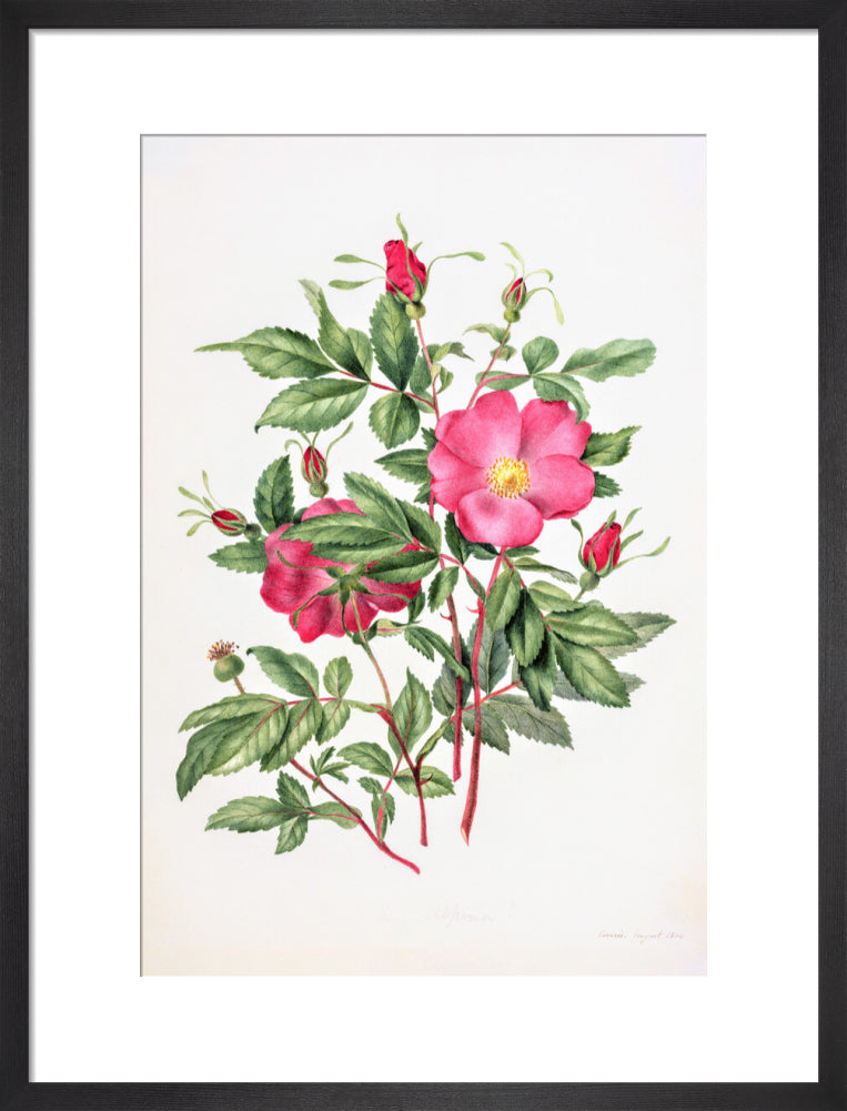 Dog Rose by Charlotte Cowan Pearson