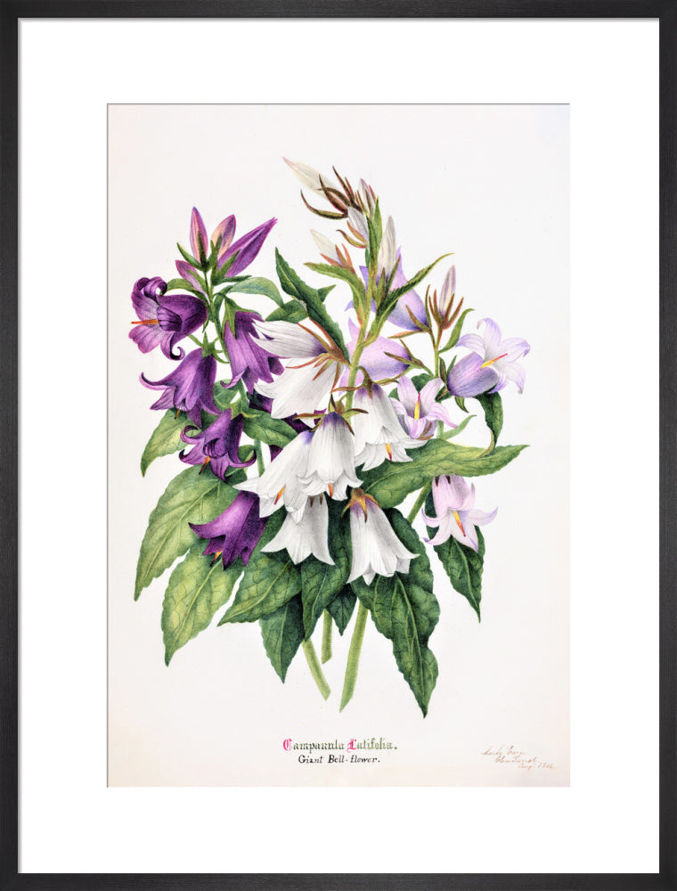 Bell Flower by Charlotte Cowan Pearson