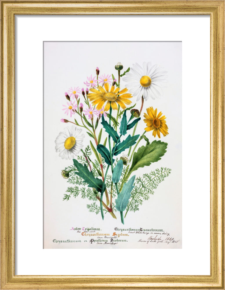 Chrysanthemum by Charlotte Cowan Pearson