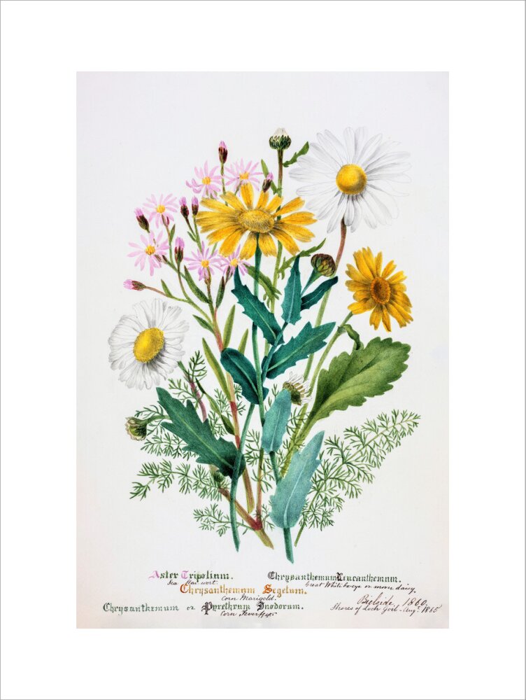Chrysanthemum by Charlotte Cowan Pearson