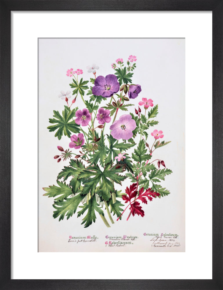 Geranium by Charlotte Cowan Pearson