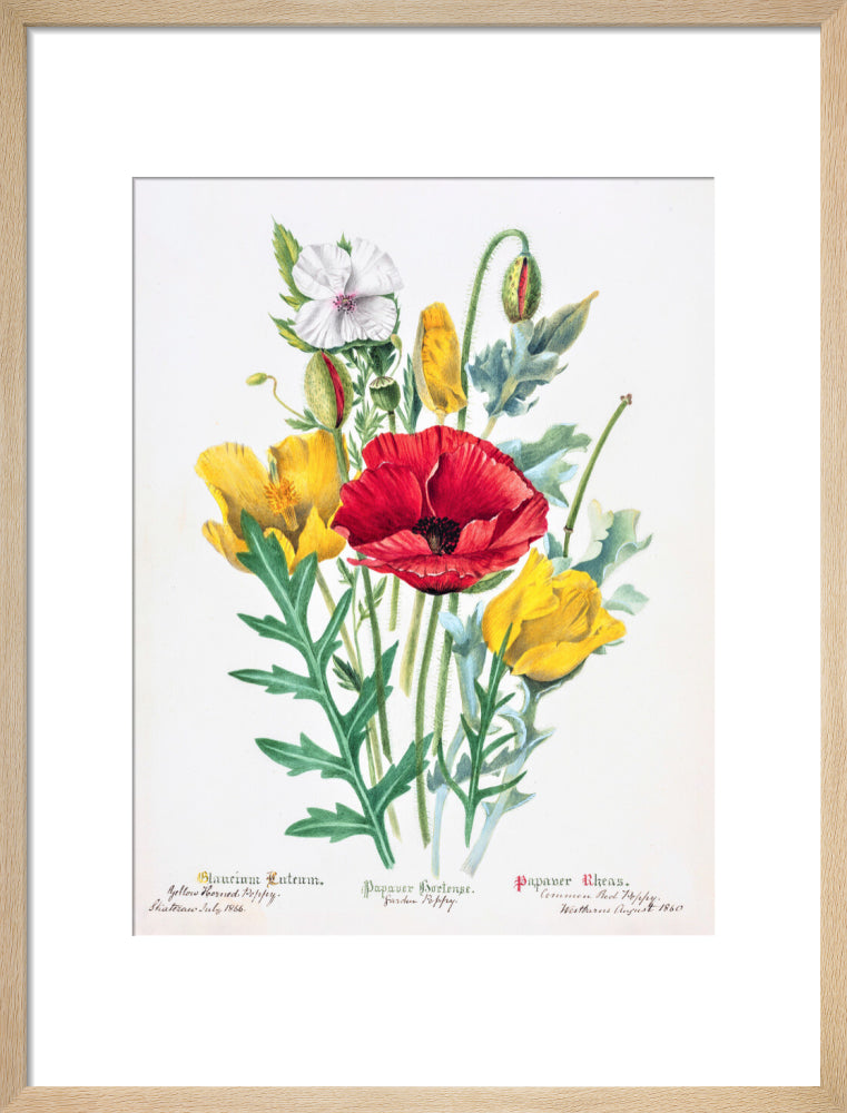 Poppy by Charlotte Cowan Pearson