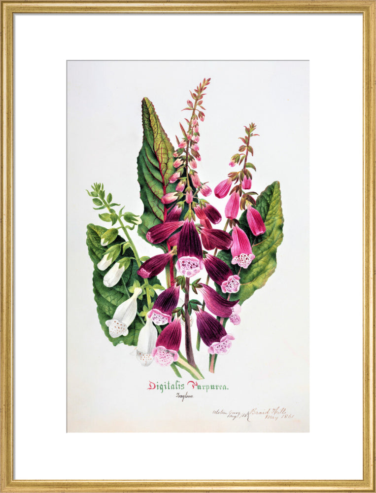 Foxglove by Charlotte Cowan Pearson