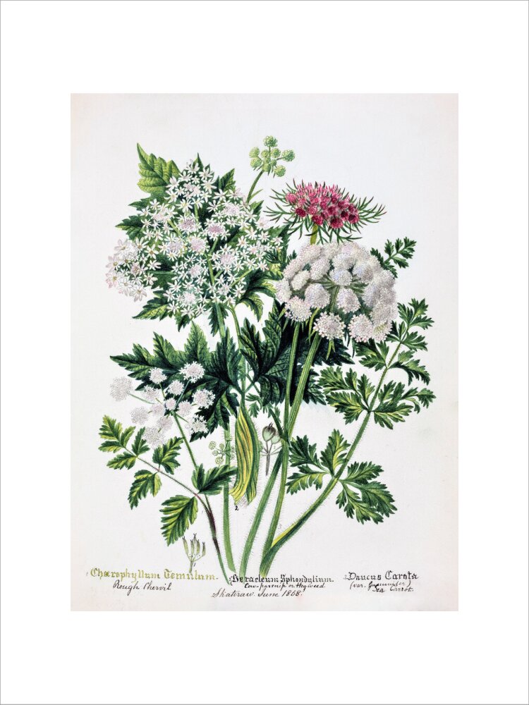 Hogweed by Charlotte Cowan Pearson