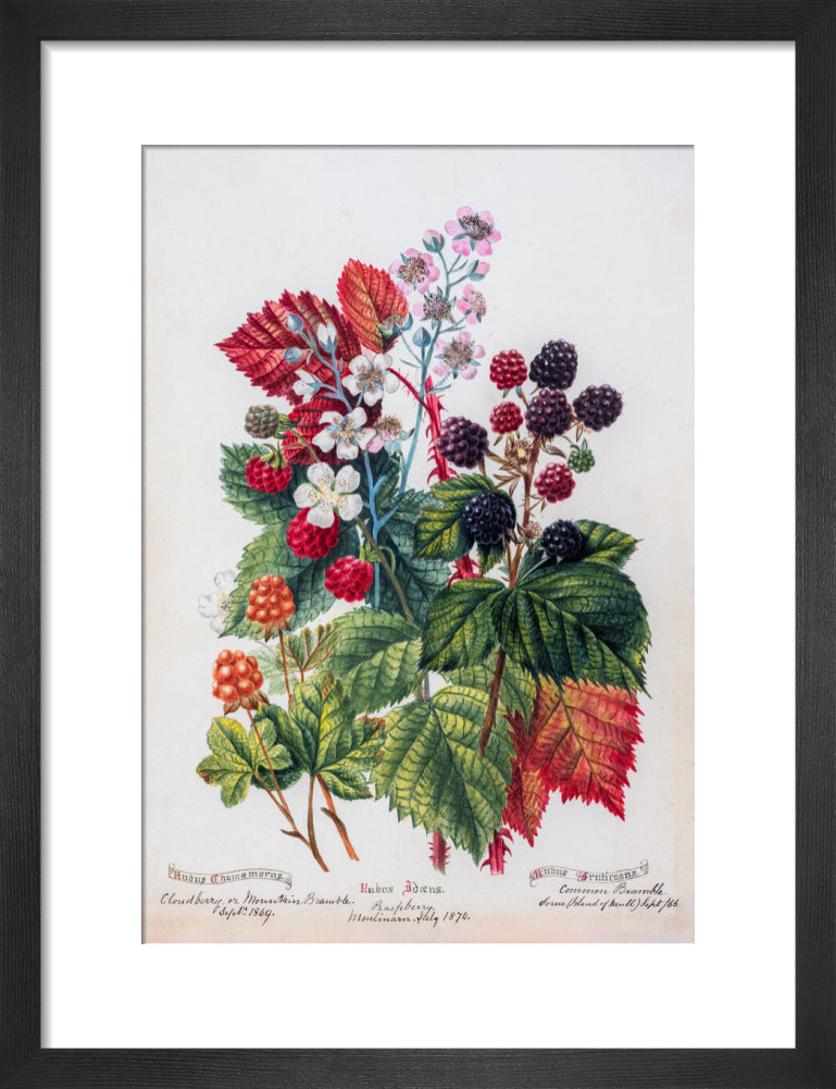 Mountain Bramble by Charlotte Cowan Pearson