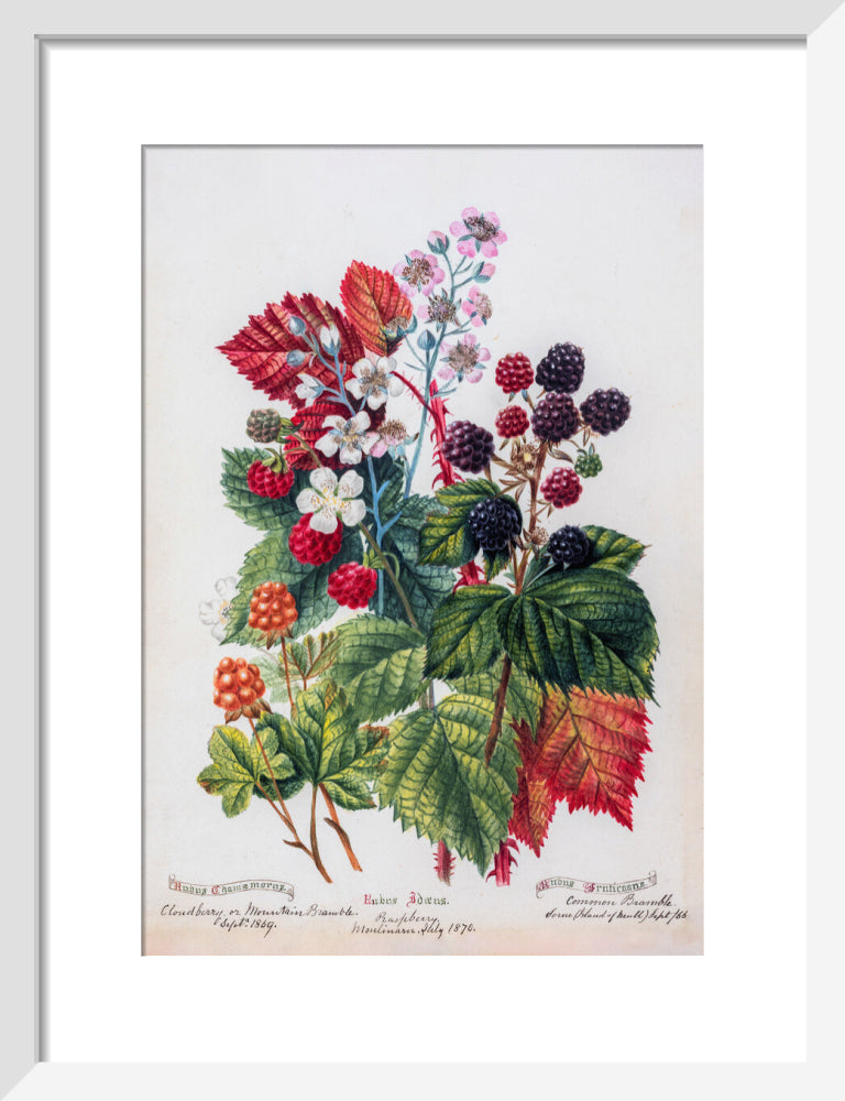 Mountain Bramble by Charlotte Cowan Pearson