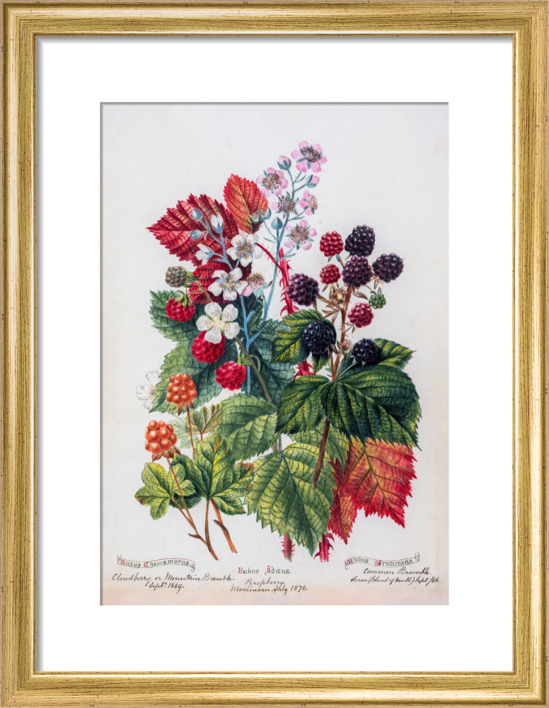 Mountain Bramble by Charlotte Cowan Pearson
