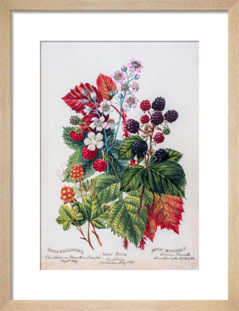 Mountain Bramble by Charlotte Cowan Pearson