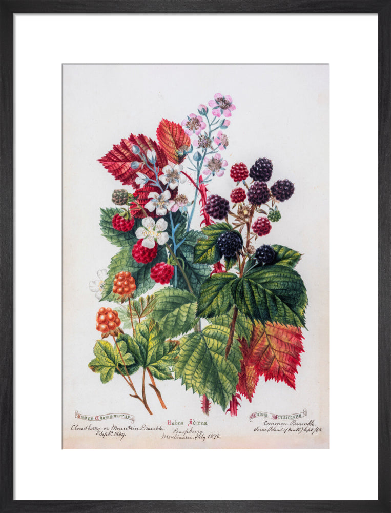 Mountain Bramble by Charlotte Cowan Pearson