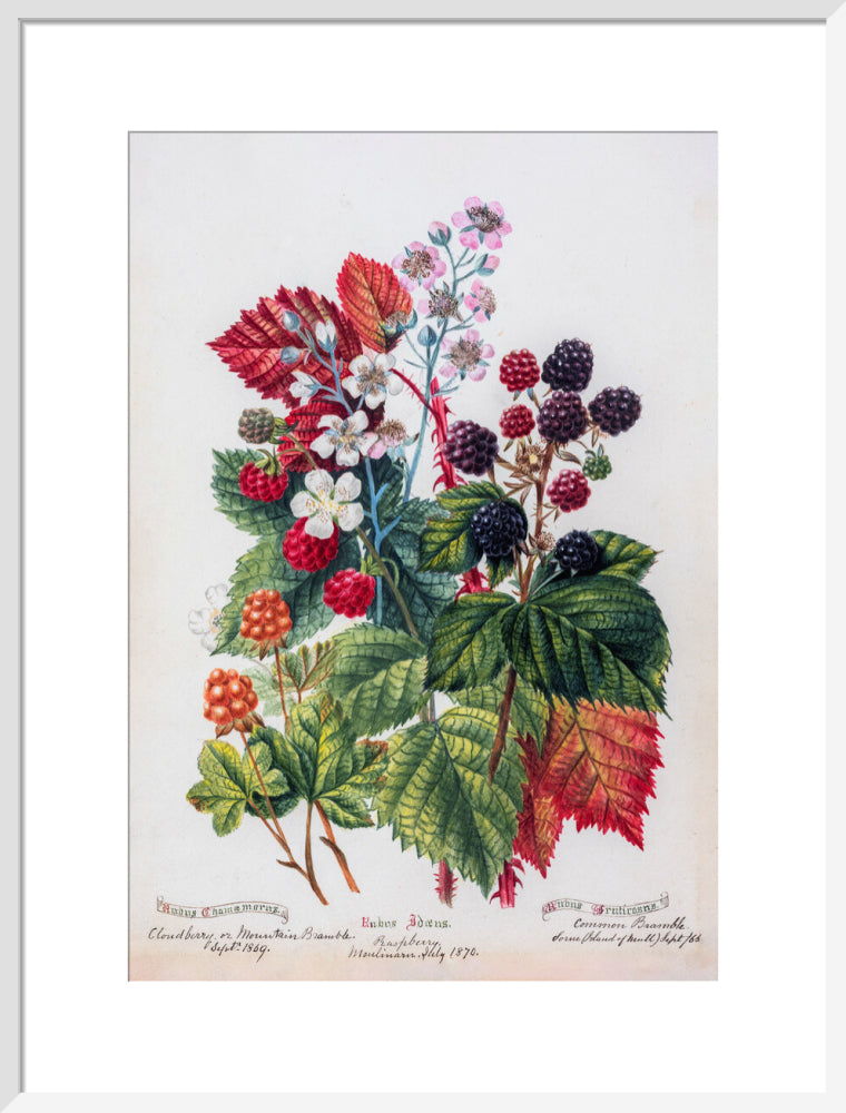 Mountain Bramble by Charlotte Cowan Pearson