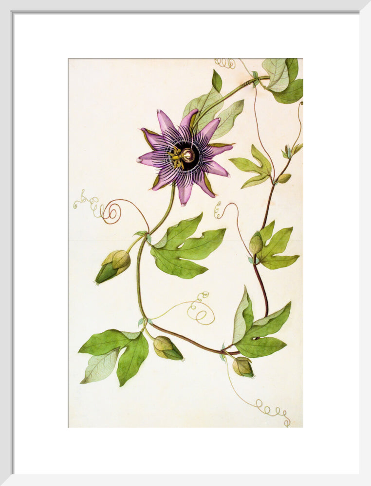 Passiflora Violacea - The Dapuri Collection