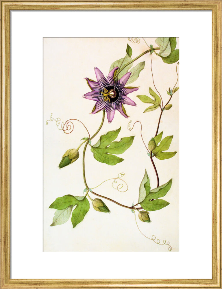 Passiflora Violacea - The Dapuri Collection