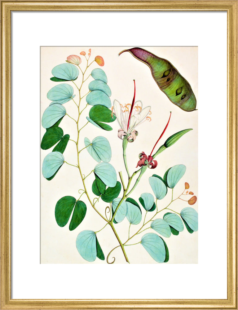 Bauhinia Semibifida - The Dapuri Collection