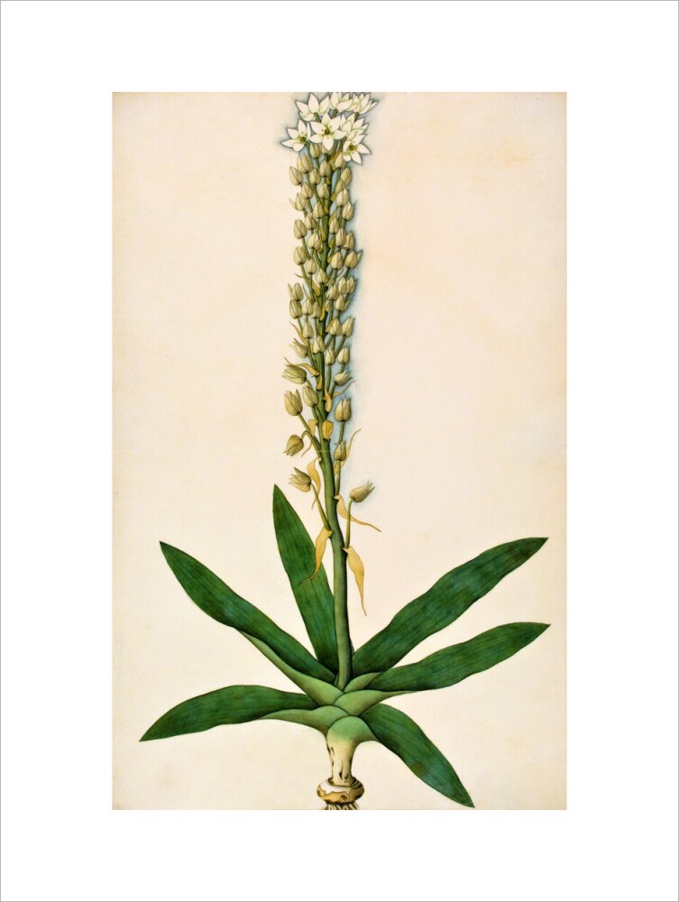 Chlorophytum Glaucum - The Dapuri Collection