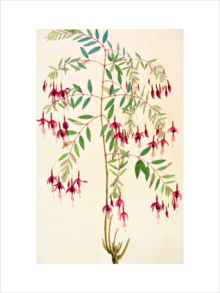 Fuschia Magellanica - The Dapuri Collection