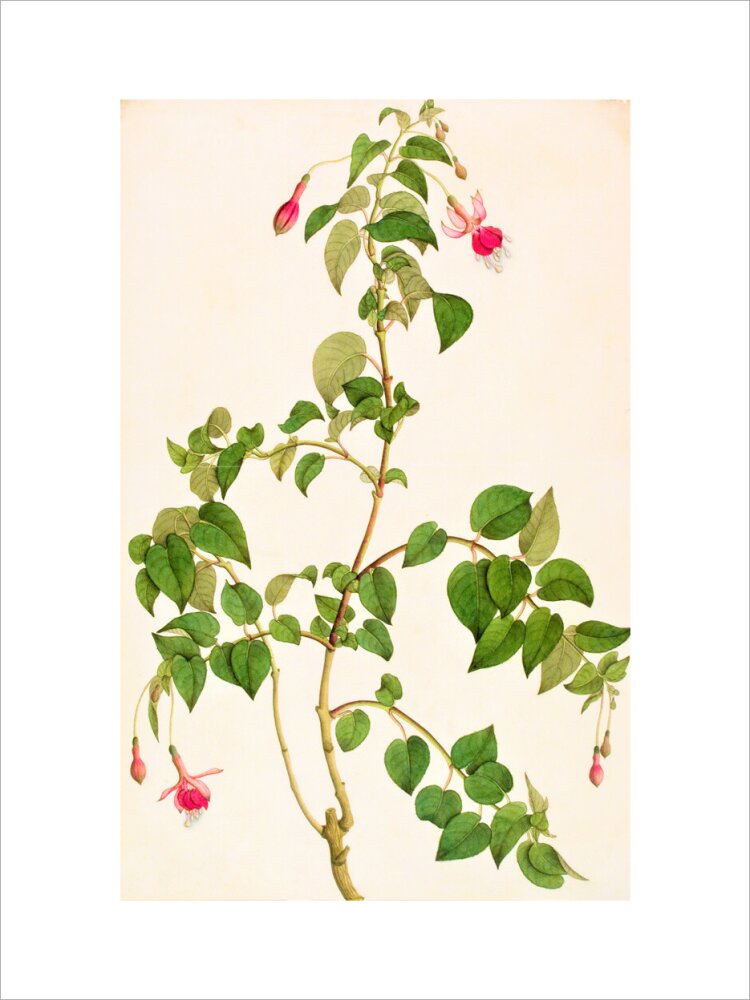 Fuschia - The Dapuri Collection