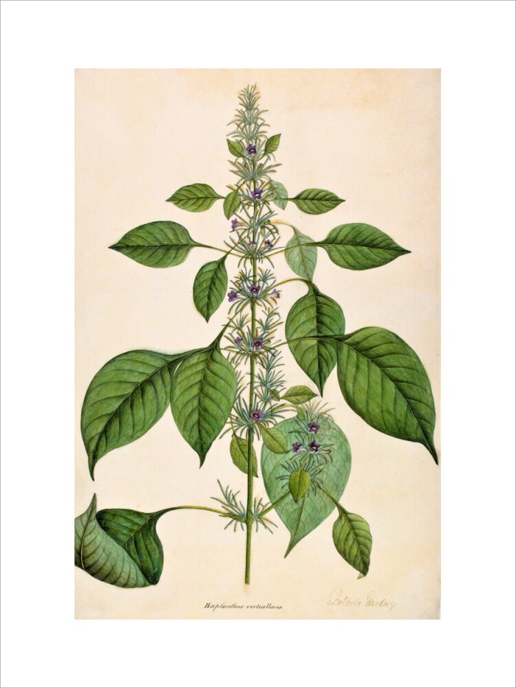 Haplanthodes Verticullatus - The Dapuri Collection