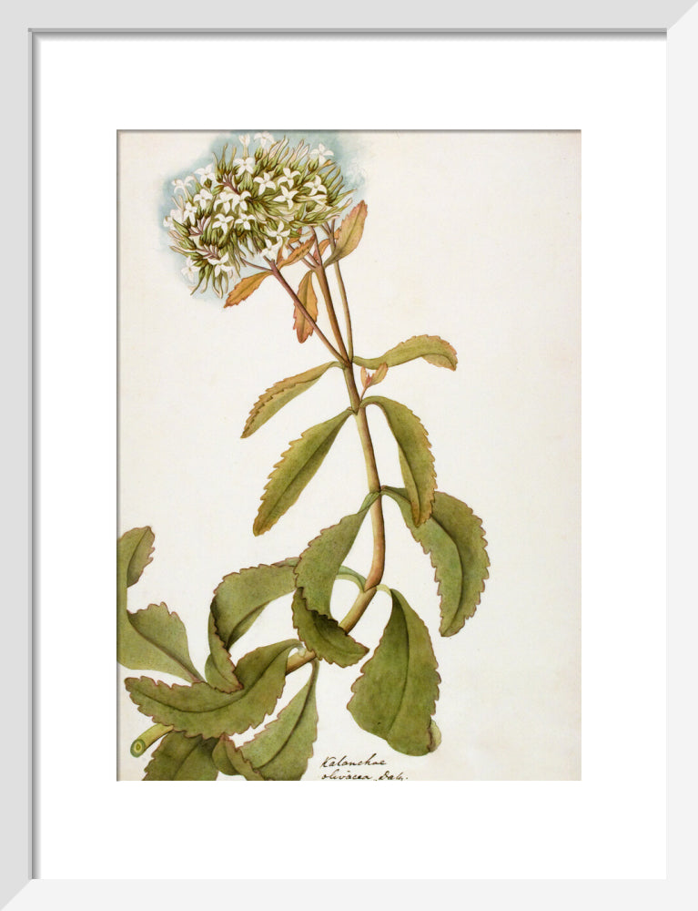 Kalanchoe Olivacea - The Dapuri Collection