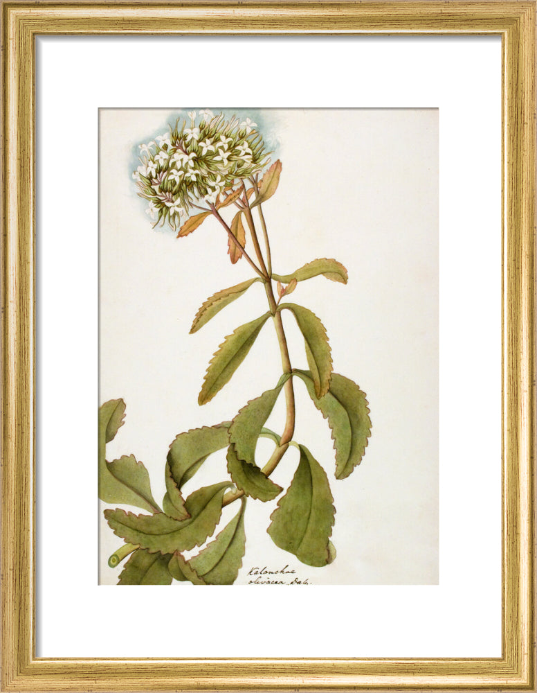 Kalanchoe Olivacea - The Dapuri Collection
