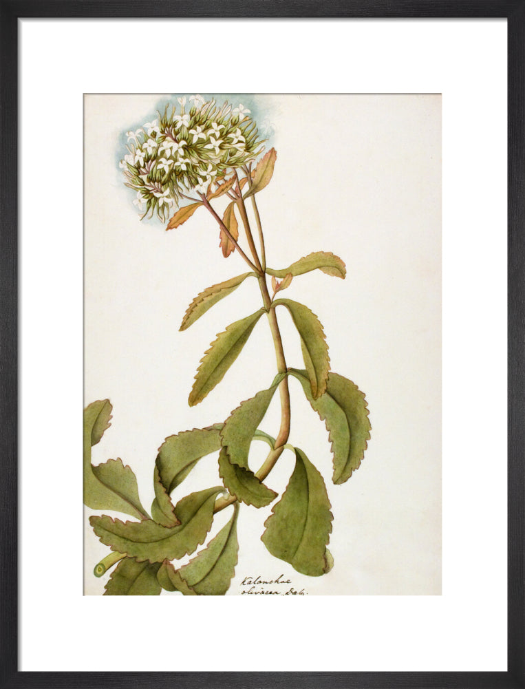 Kalanchoe Olivacea - The Dapuri Collection