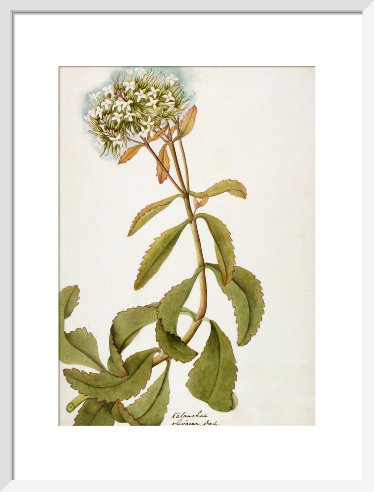 Kalanchoe Olivacea - The Dapuri Collection