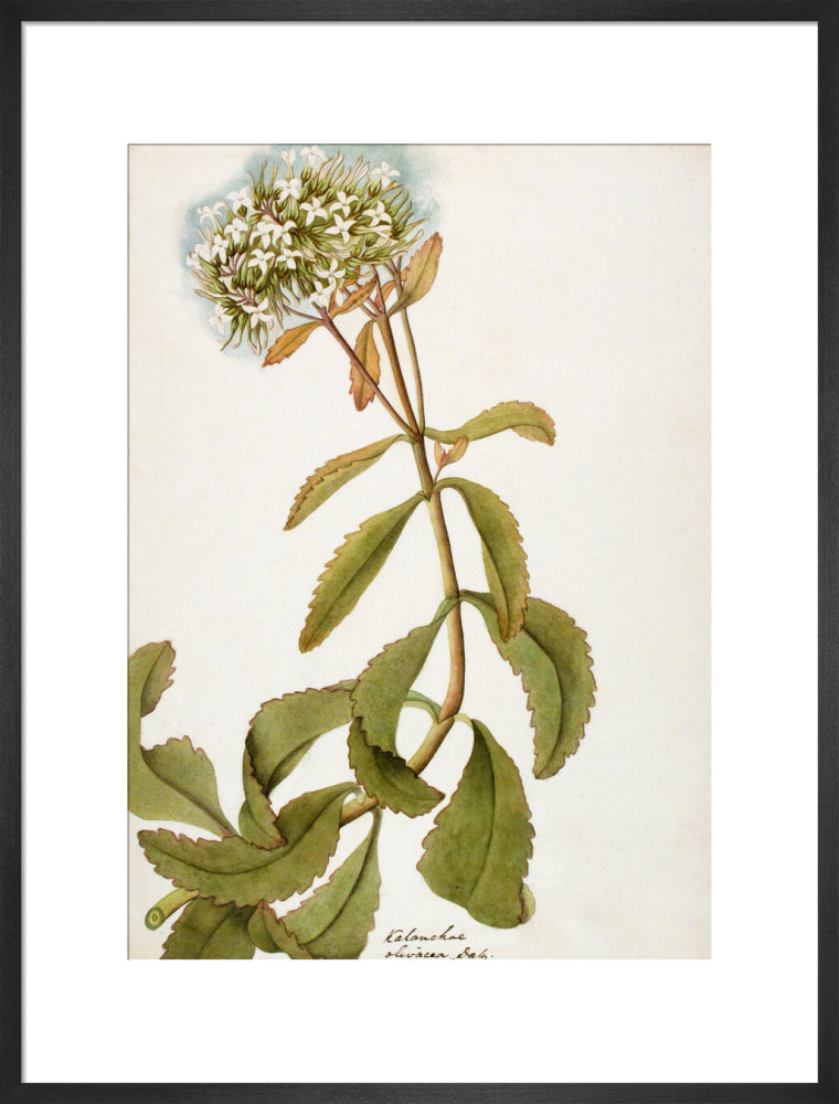 Kalanchoe Olivacea - The Dapuri Collection