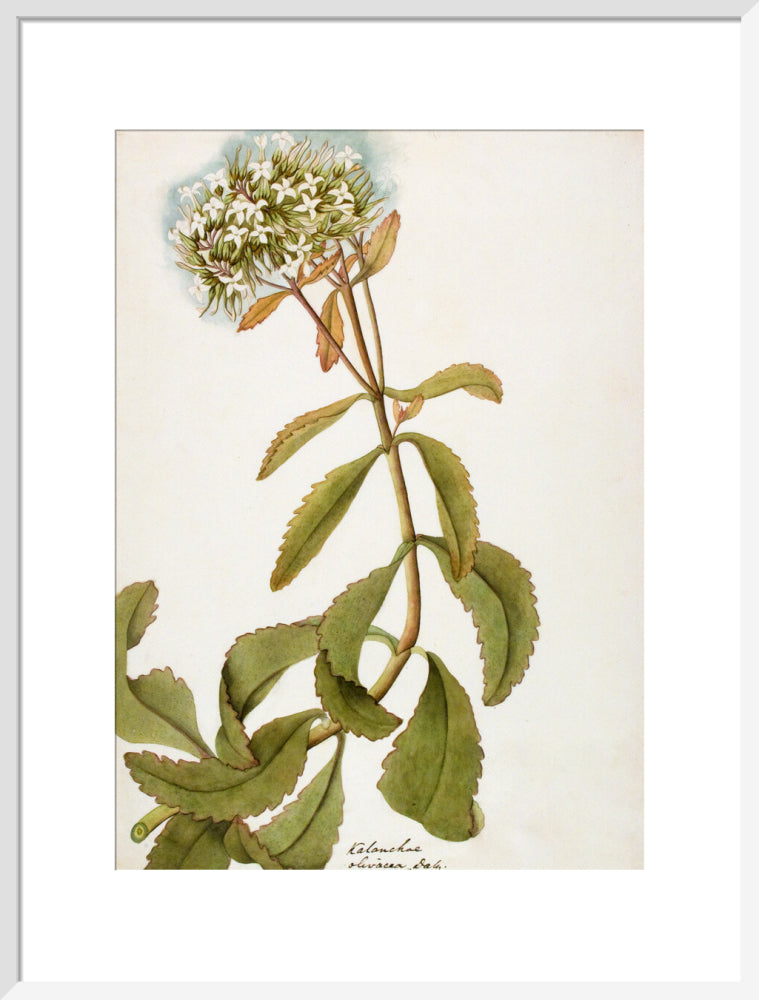 Kalanchoe Olivacea - The Dapuri Collection